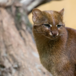 Surpreendente encontro no Amazonas: felino selvagem em casa flutuante após forte temporal