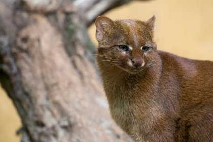 Surpreendente encontro no Amazonas: felino selvagem em casa flutuante após forte temporal