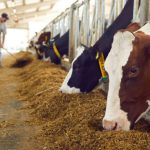 Amazonas sediará encontro de defesas agropecuárias e reforça papel estratégico na segurança sanitária do Brasil