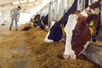 Amazonas sediará encontro de defesas agropecuárias e reforça papel estratégico na segurança sanitária do Brasil