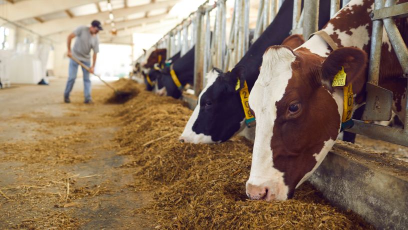 Amazonas sediará encontro de defesas agropecuárias e reforça papel estratégico na segurança sanitária do Brasil
