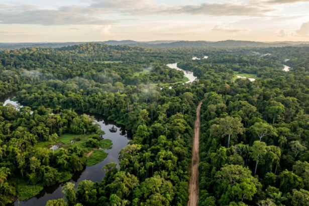 Quatro novas reservas ampliam proteção da Amazônia no Amazonas: entenda o que muda na região da BR-319