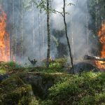 Fumaça sobe de uma área de floresta em chamas.