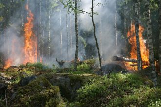 Fumaça sobe de uma área de floresta em chamas.