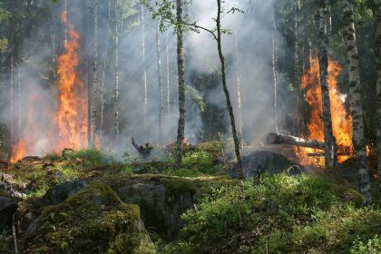 Fumaça sobe de uma área de floresta em chamas.