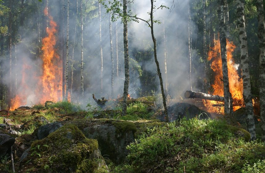 Fumaça sobe de uma área de floresta em chamas.